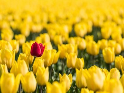 Elements of Advertising - Grouping